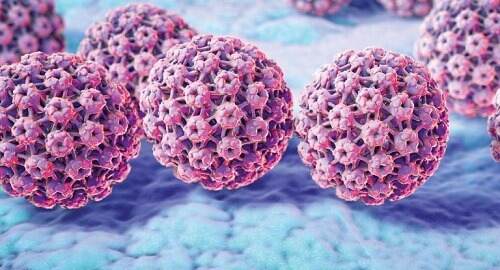 Virus sùi mào gà